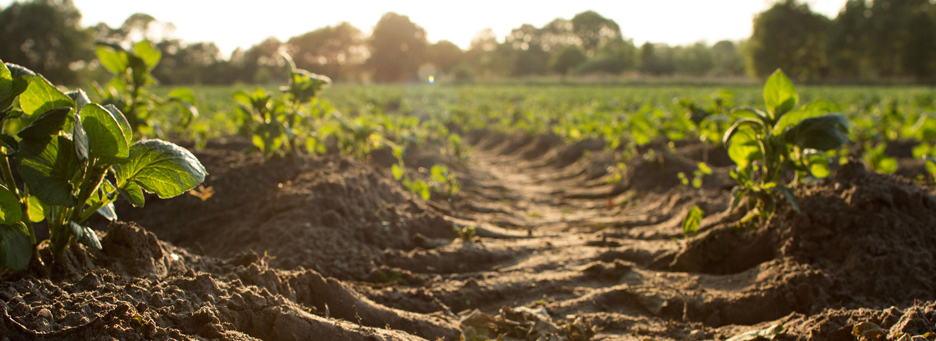 Agricultura